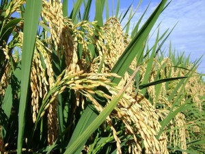 PROTEÍNA DO ARROZ