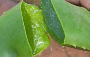 aloe vera 2