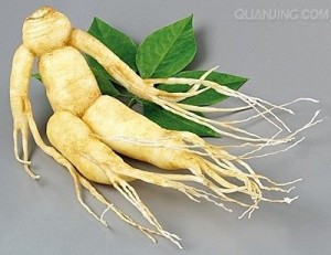 ginseng